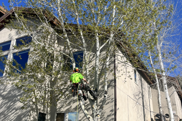 A man in a tree in front of a house trimming branches.